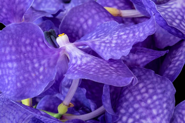 Bela Arte Ainda Cor Vida Imagem Macro Floral Buquê Flores — Fotografia de Stock