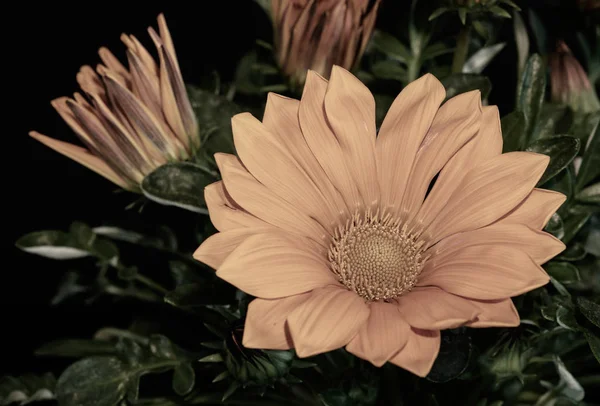 自然の背景に咲く広いオープンデロスペルマの花のヴィンテージファインアート静物色花マクロ写真 — ストック写真