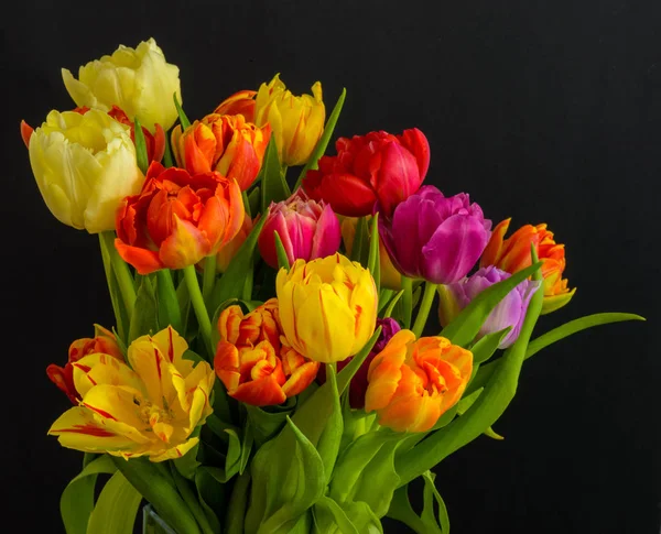 Finmalt Blomsterblomst Makro Blomstrende Tulipanblader Bukett Bunt Svart Bakgrunn Levende – stockfoto