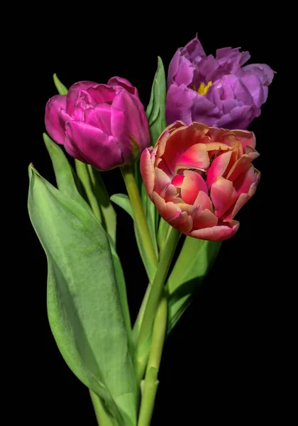 Bellas Artes Floral Bodegón Colorido Macro Flor Ramo Flores Tulipán — Foto de Stock