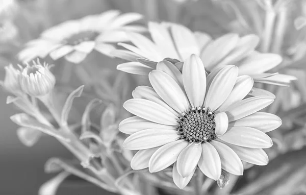 Fine Art Still Life Kwiat Monochromatyczne Makro Portret Szeroko Otwarte — Zdjęcie stockowe