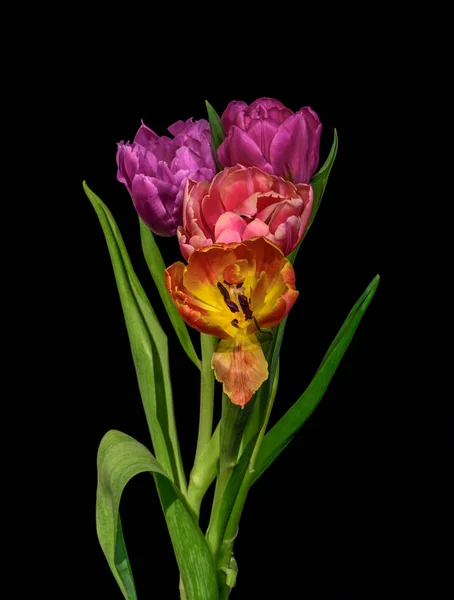 Fine Art Florales Stillleben Bunte Blume Makro Einer Blühenden Tulpe — Stockfoto
