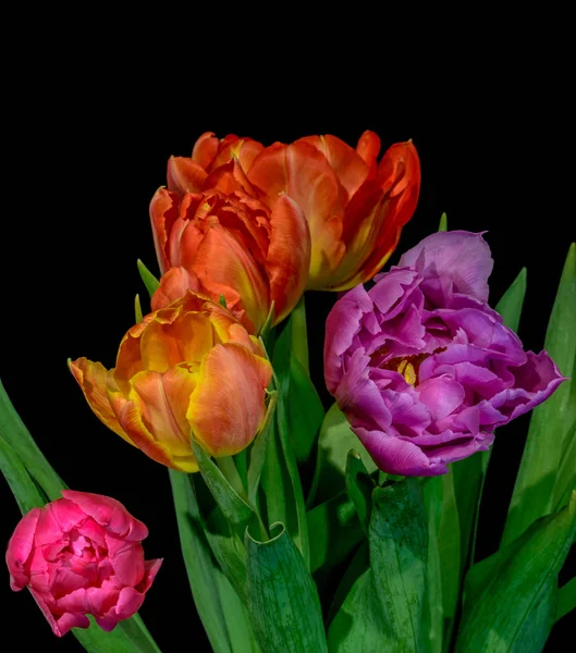 Bellas Artes Floral Bodegón Colorido Macro Flor Ramo Tulipanes Flor — Foto de Stock