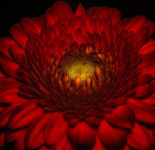 Blumen Feine Kunst Stillleben Detaillierte Farb Makro Einer Einzelnen Isolierten — Stockfoto