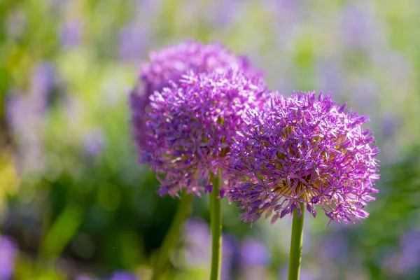 Color outdoor nature plant portrait of a blooming flowering Globemaster chive on a bright sunny spring day with blurred natural background