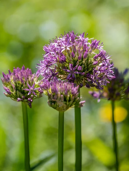 Color outdoor nature plant portrait of blooming flowering Globemaster chive blossoms on a sunny spring day with blurred natural background