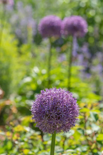 Color outdoor nature plant portrait of a blooming flowering Globemaster chive on a sunny spring day with blurred natural background