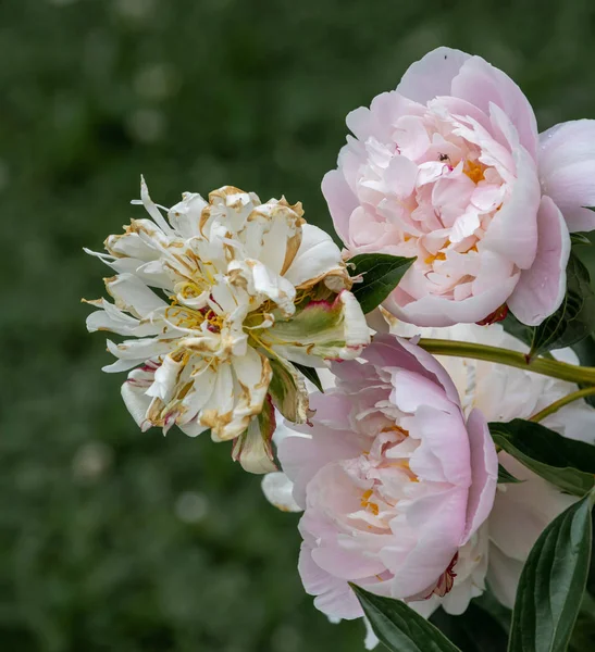 Still life fine art color outdoor flower image of fading pink white peony blossoms on natural green background