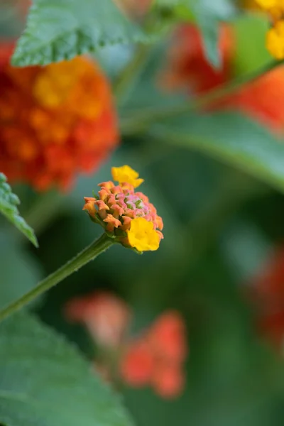 Λεπτή Τέχνη Ακόμα Ζωή Υπαίθρια Χρώμα Λουλουδιών Μακροεντολή Μιας Ενιαίας — Φωτογραφία Αρχείου