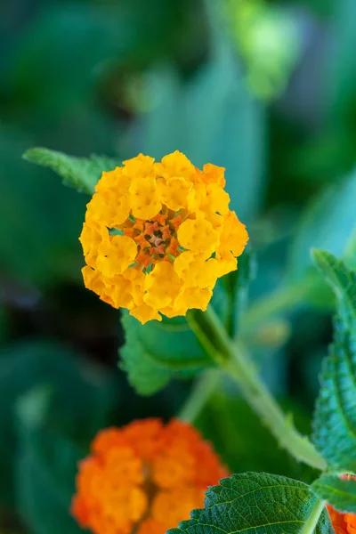 Fine Art Stilleben Utomhus Färg Blomma Makro Enda Isolerad Blommande — Stockfoto