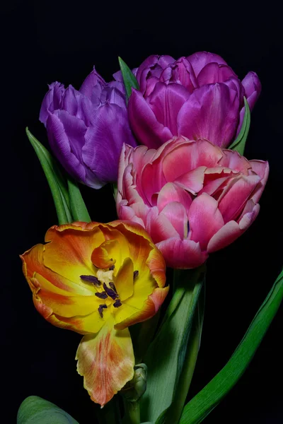 Fine Art Florales Stillleben Bunte Blume Makro Einer Blühenden Tulpe — Stockfoto