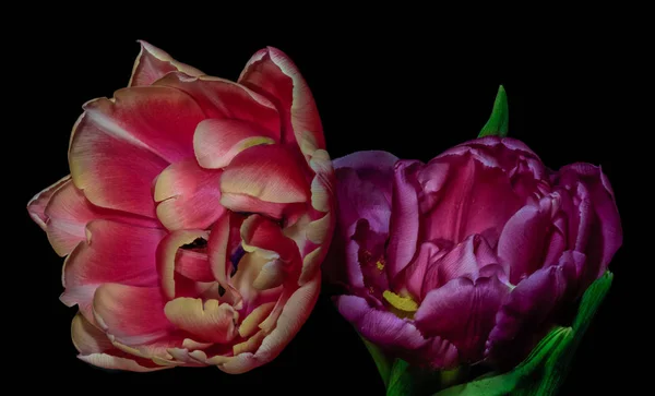 Изобразительное Искусство Натюрморт Макро Цветок Портрет Двух Изолированных Розовый Фиолетовый — стоковое фото