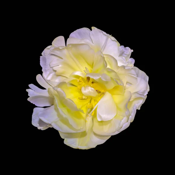 Fine Art Still Life Jasny Kolor Makro Kwiat Portret Jednego — Zdjęcie stockowe