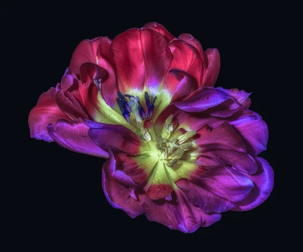 Fine Art Still Life Colorful Macro Flower Portrait Pair Isolated — Stock Photo, Image