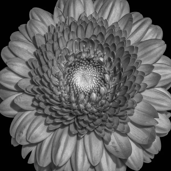 Floral Fine Art Stilleben Detaljerad Svartvit Makro Enda Isolerad Gerbera — Stockfoto