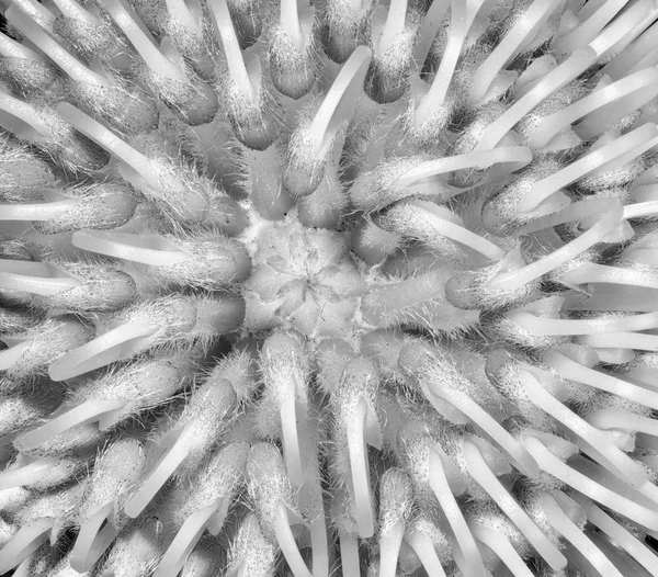 Beaux Arts Nature Morte Monochrome Floral Macro Portrait Intérieur Une — Photo