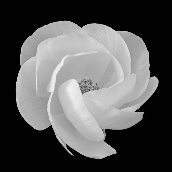 Detailed Fine Art Still Life Monochrome Macro Flower Front View — Stock Photo, Image