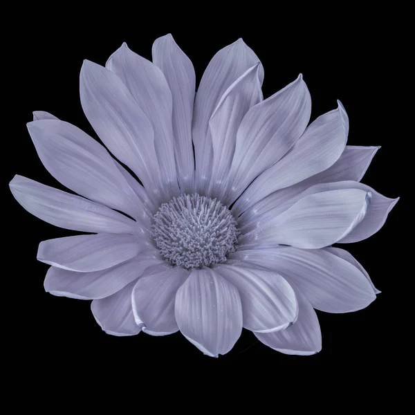 Fine Art Stilleben Monokrom Violett Blomma Makro Enda Isolerad Blommande — Stockfoto