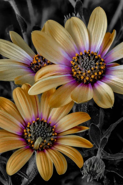 Fine Art Stillleben Farbe Blume Makro Porträt Eines Weit Geöffneten — Stockfoto