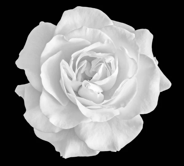 Fine Art Still Life Monochrome Black White Flower Top View — Stock Photo, Image