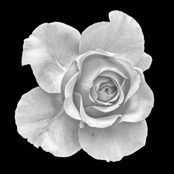 Monochrome Fine Art Still Life Floral Macro Flower Image Single — Stock Photo, Image