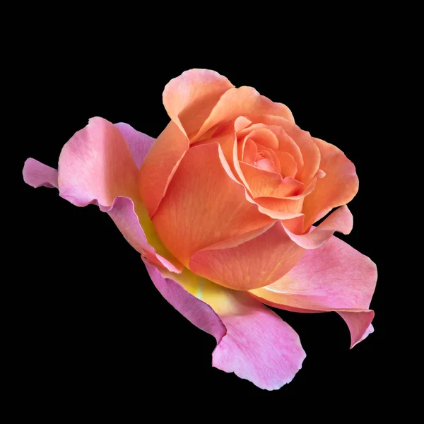 Barevný Jemný Výtvarný Obraz Květinové Květiny Černém Pozadí Podrobnou Strukturou — Stock fotografie