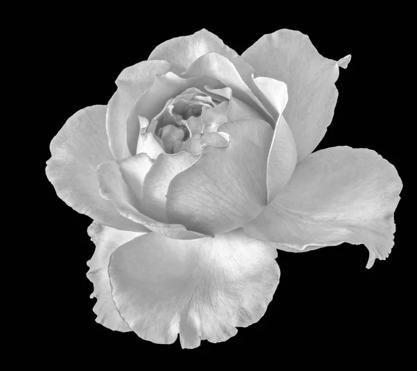 Monochromer Fine Art Stilleven Floral Macro Bloem Beeld Van Een — Stockfoto