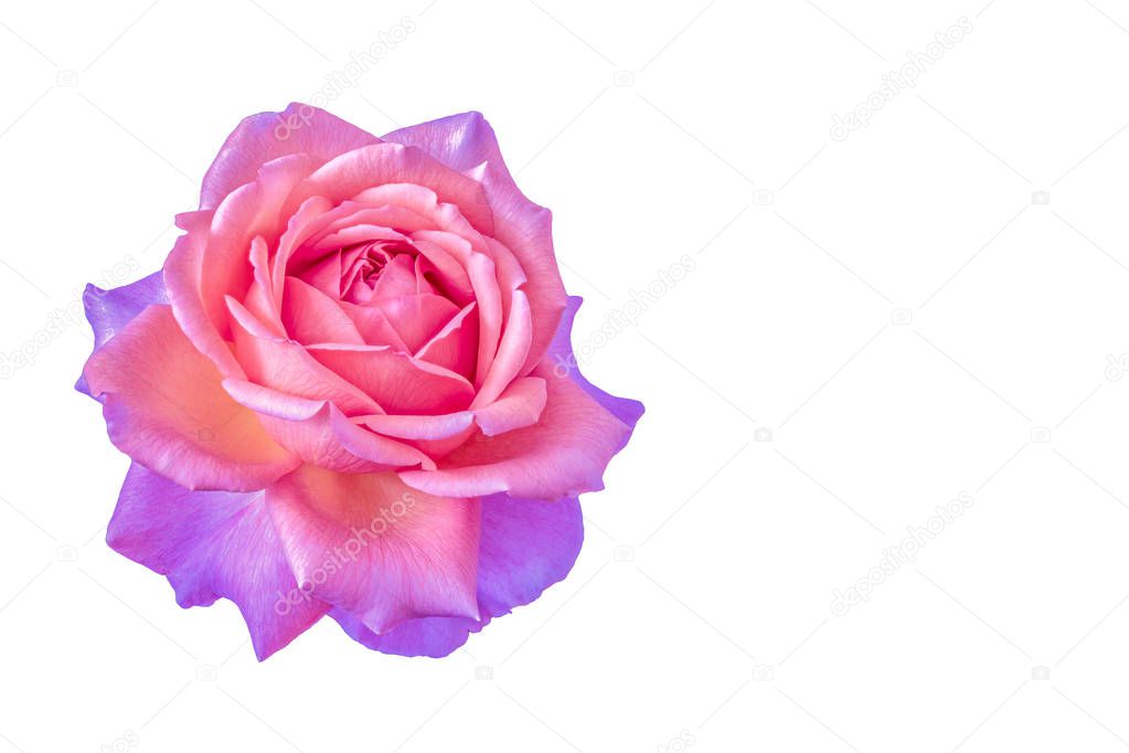 Colorful fine art still life floral macro flower image of a single isolated pink violet rose blossom on white background with detailed texture 