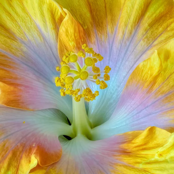 Bellas Artes Bodegón Color Floral Macro Flor Imagen Del Pistilo —  Fotos de Stock