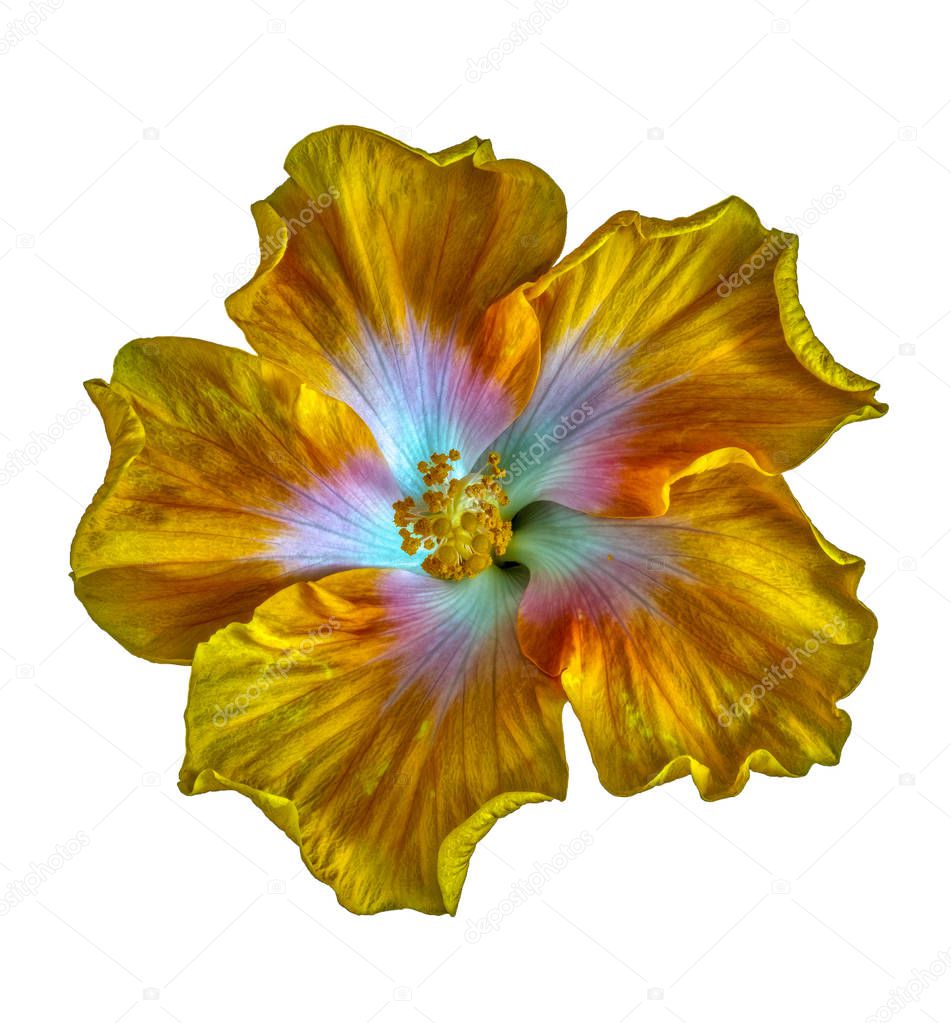 Fine art still life floral colorful macro flower photography of a single isolated blooming yellow red green wide open hibiscus blossom on white background in top view