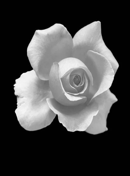 Monochrome Fine Art Still Life Floral Macro Flower Image Single — Stock Photo, Image