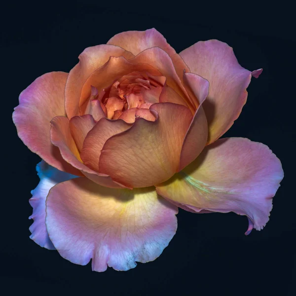 Farbe Feine Kunst Stillleben Florale Makroblume Bild Einer Einzigen Isolierten — Stockfoto
