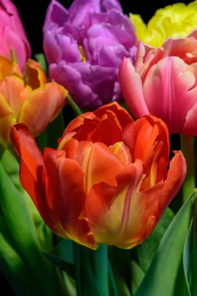 Kunstblumen Stillleben Bunte Blume Makro Einer Blühenden Roten Orangen Tulpe — Stockfoto