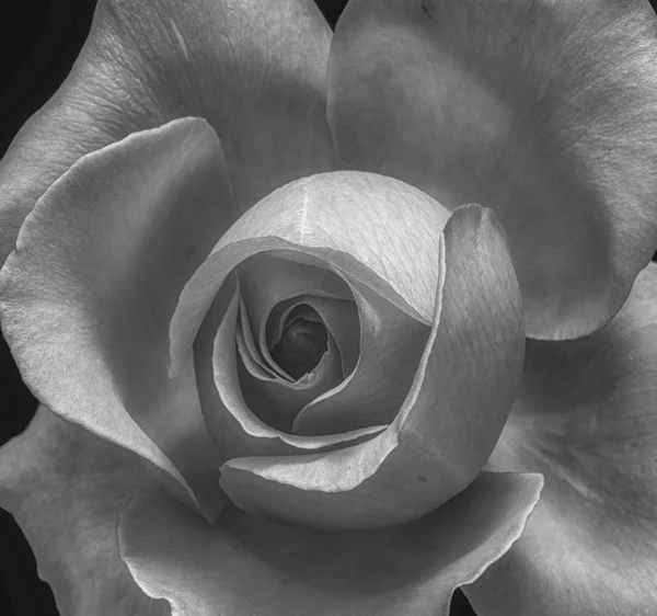 Квітковий Монохромний Макрос Внутрішньої Частини Єдиної Ізольованої Троянди Детальною Текстурою — стокове фото