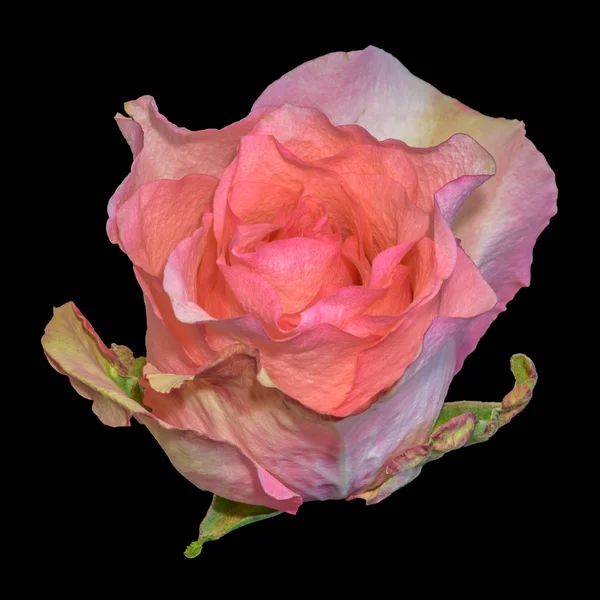 Färg Fine Art Stilleben Makro Blomma Porträtt Enda Isolerad Rosa — Stockfoto
