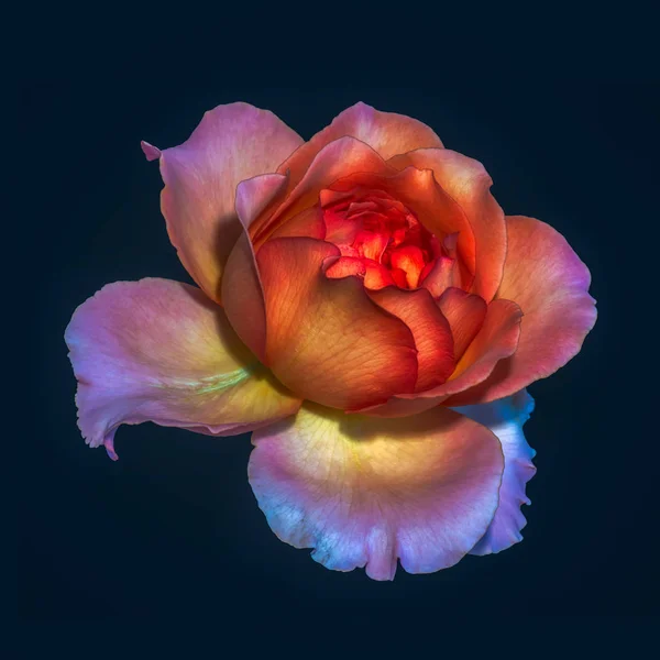 Surrealistic Colorful Fine Art Still Life Floral Macro Flower Image — Stock Photo, Image