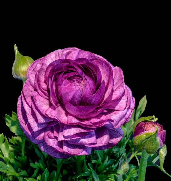 Detaillierte Kunst Stillleben Farbe Makro Blume Von Oben Ansicht Porträt — Stockfoto