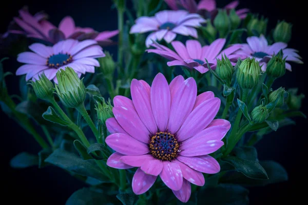 Fine Art Still Life Kolor Kwiat Makro Obraz Szeroko Otwarte — Zdjęcie stockowe