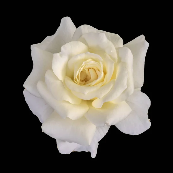 Bela Arte Ainda Vida Vista Superior Cor Suave Brilhante Flor — Fotografia de Stock