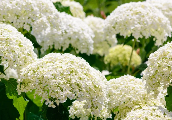 Color outdoor nature flower photography of a bunch of blooming white hydrangea blossoms taken on a sunny bright day in summer or spring