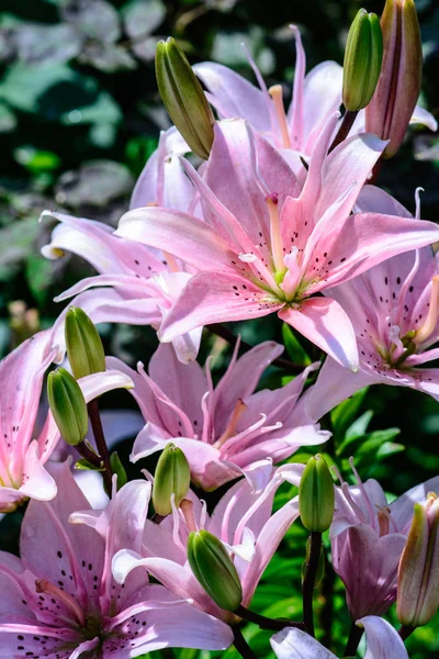 Barevný Vzhled Venkovního Květinového Květu Růžové Lilie Zeleném Přírodním Pozadí — Stock fotografie