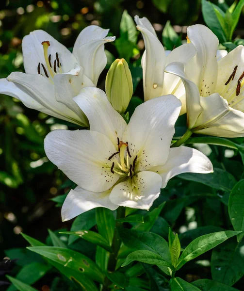 Fine Art Color Floral Outdoor Nature Flower Image Blooming Open — Stock Photo, Image