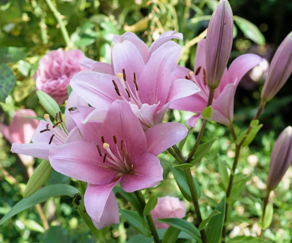 Fine art color floral outdoor nature flower image of a blooming open pink lily with several blossoms on green natural background taken on a on a sunny day in spring or summer