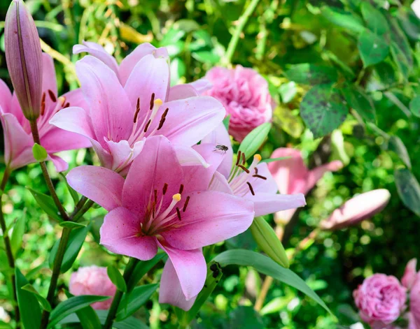 Fine art color floral outdoor nature flower image of a blooming open pink lily with several blossoms on green natural background taken on a on a sunny day in spring or summer