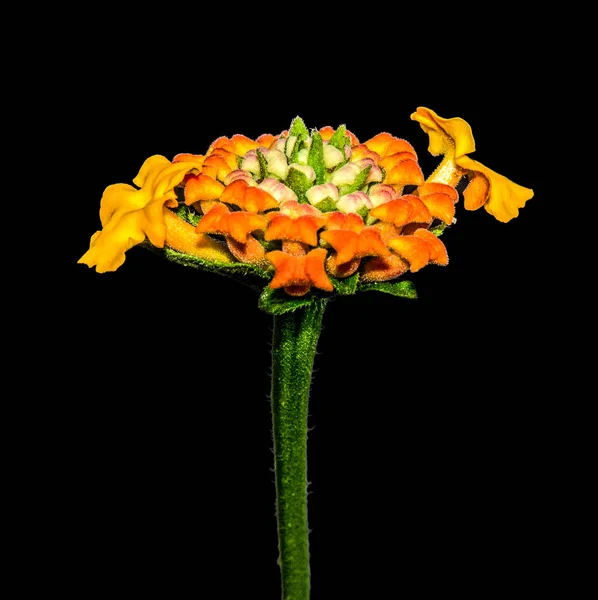 Macro Portrait Floral Fleur Couleur Une Seule Fleur Isolée Orange — Photo