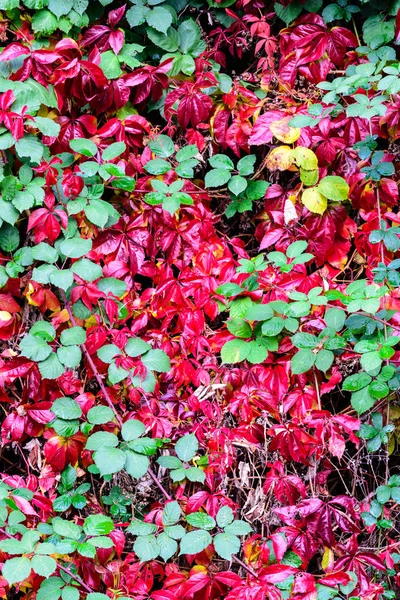 Autumnal bright color image of a wall with colorful purple,red and green leaves, a foliage background pattern photography