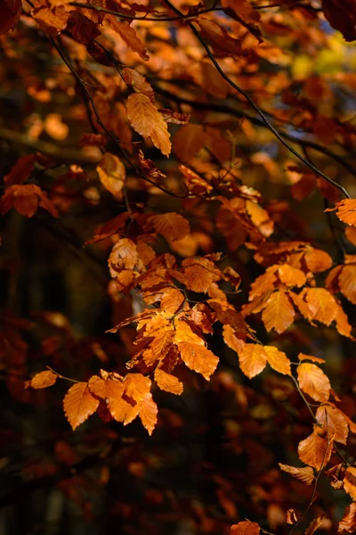 Farbe Herbst Laub Freien Nahaufnahme Bild Von Herbstlichen Braunen Blättern — Stockfoto