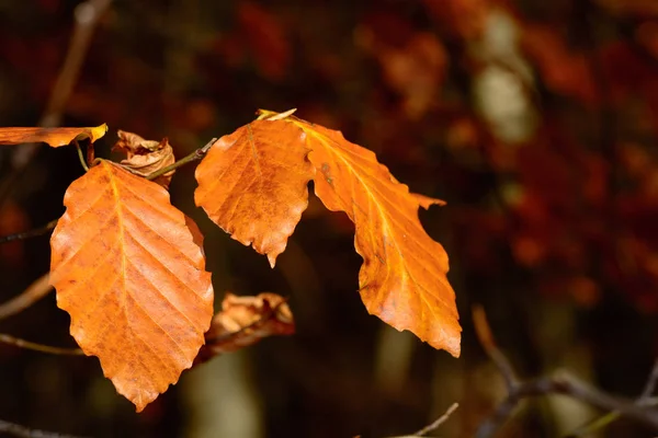 Color floral fall foliage outdoor close up image of autumnal brown leaves taken in a forest on a sunny fall day blue sky with natural blurred background