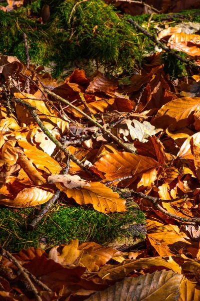 Outdoor seasonal color image of an autumnal forest ground with many leaves and moss in warm sunlight  taken on a sunny autumn day