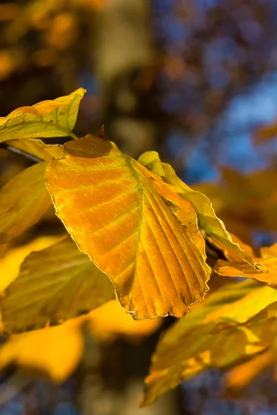Farbe Freien Herbst Laub Natürliche Nahaufnahme Bild Von Herbstlichen Gelben — Stockfoto